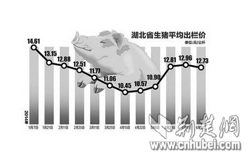 湖北地區(qū)生豬最新豬價(jià)分析與展望，深度解析及未來(lái)趨勢(shì)預(yù)測(cè)