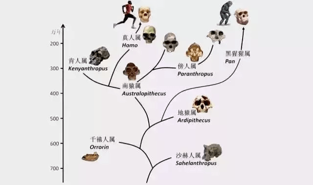 新澳門最精準正最精準龍門,動態(tài)調(diào)整策略執(zhí)行_復古版20.385