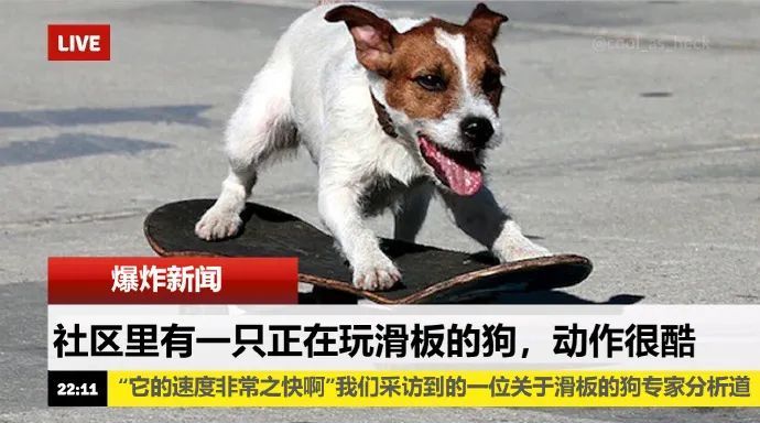 最新狗狗新聞動(dòng)態(tài)報(bào)道